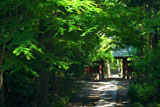 寿福寺 新緑の参道