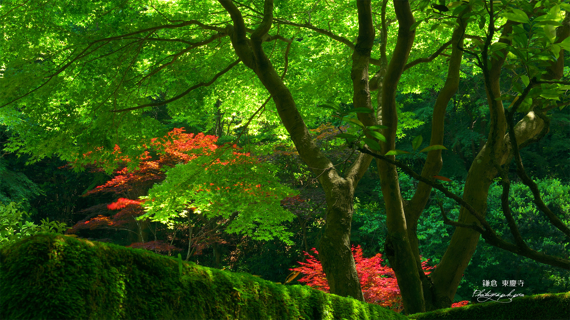 東慶寺 新緑と春紅葉 の壁紙 19x1080