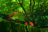 東慶寺 新緑と春紅葉