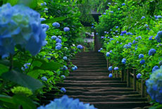 明月院