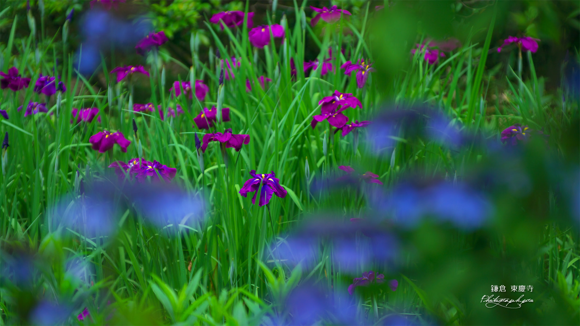 東慶寺 紫陽花越しの花菖蒲