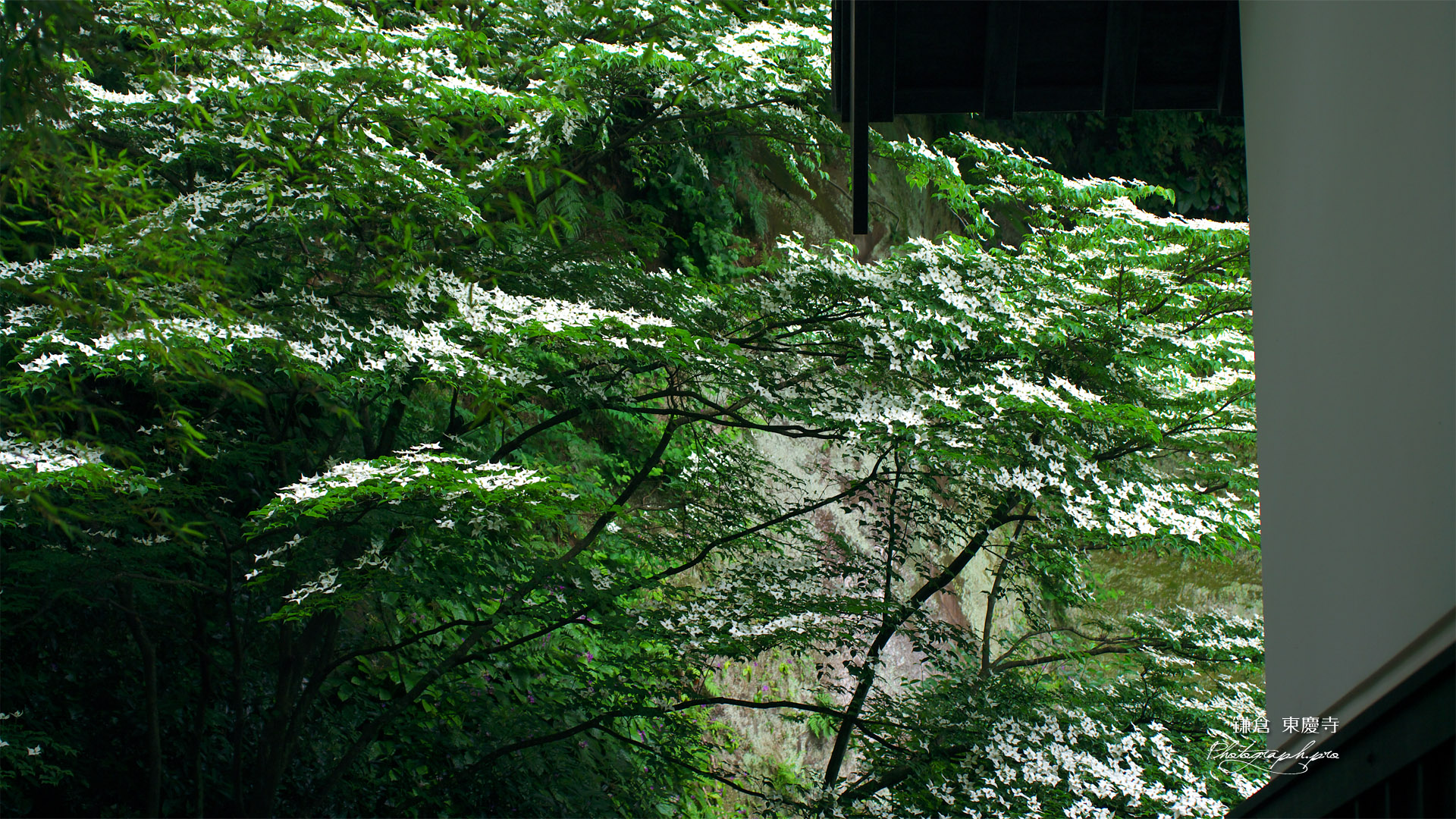 東慶寺 ヤマボウシと宝蔵