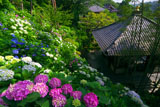 長谷寺のアジサイと経蔵