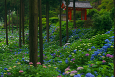 三室戸寺