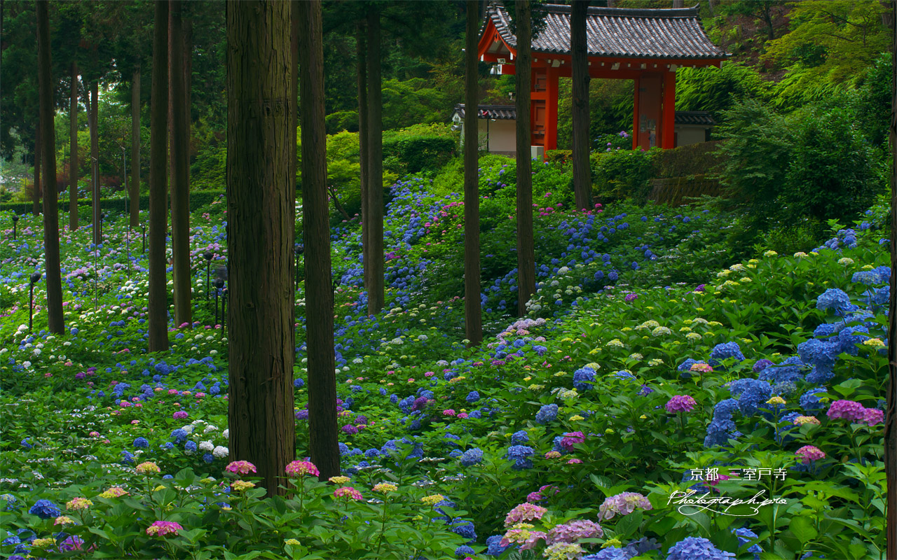 アジサイと三室戸寺山門 壁紙