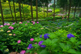 三室戸寺与楽苑の紫陽花