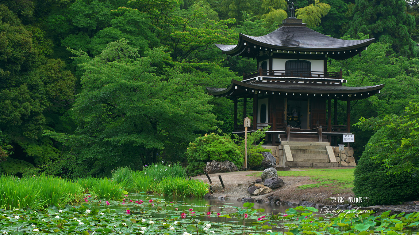 勧修寺 氷室池のスイレンと観音堂 壁紙