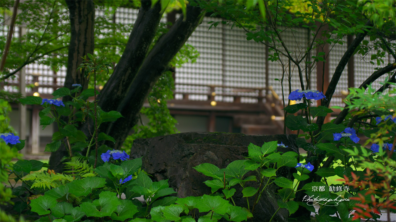 勧修寺 アジサイと宸殿 壁紙