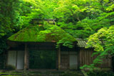 洛東