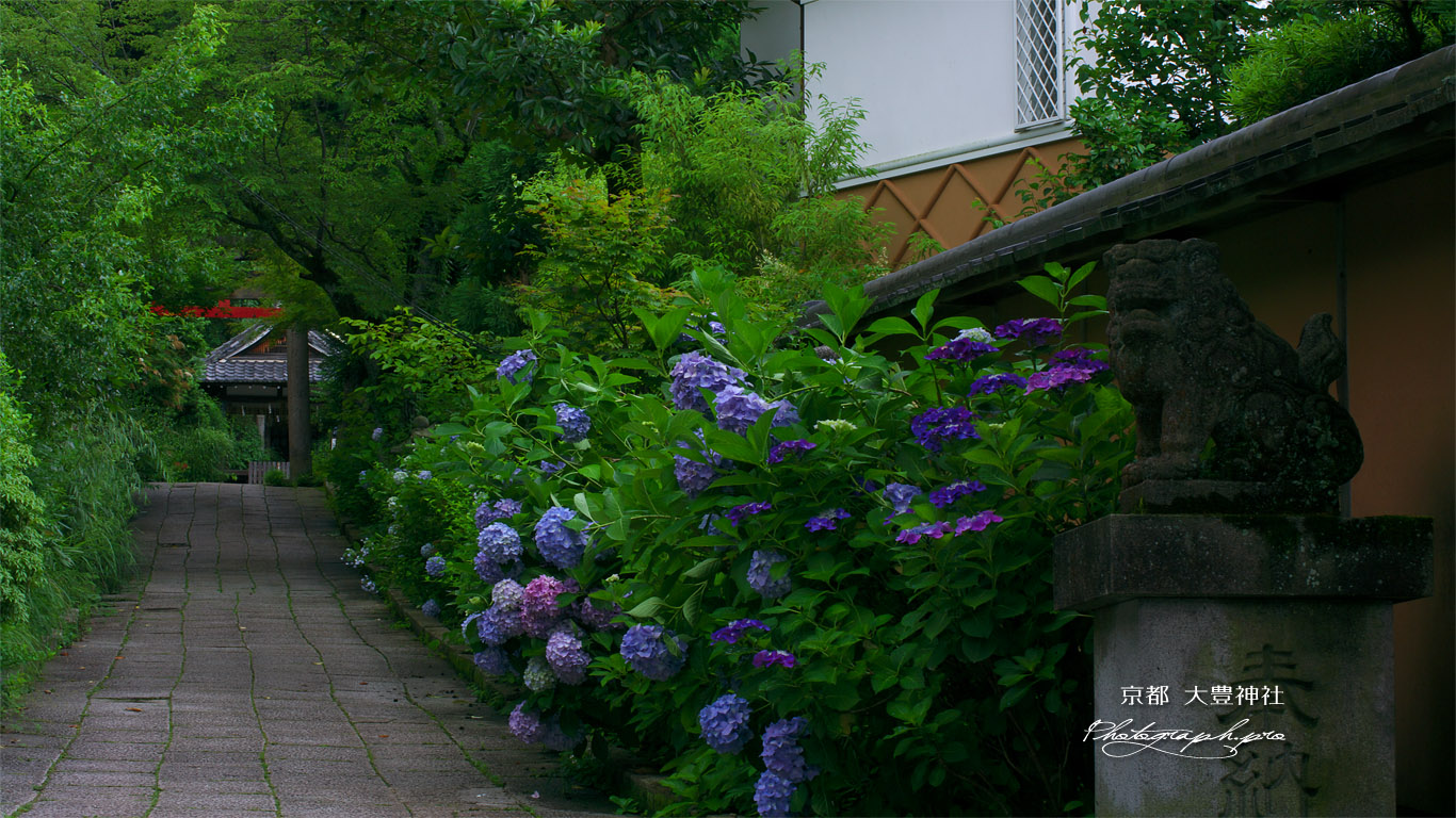 大豊神社 参道の紫陽花 壁紙
