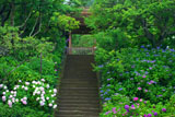 東慶寺 アジサイと山門