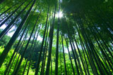 明月院の竹林