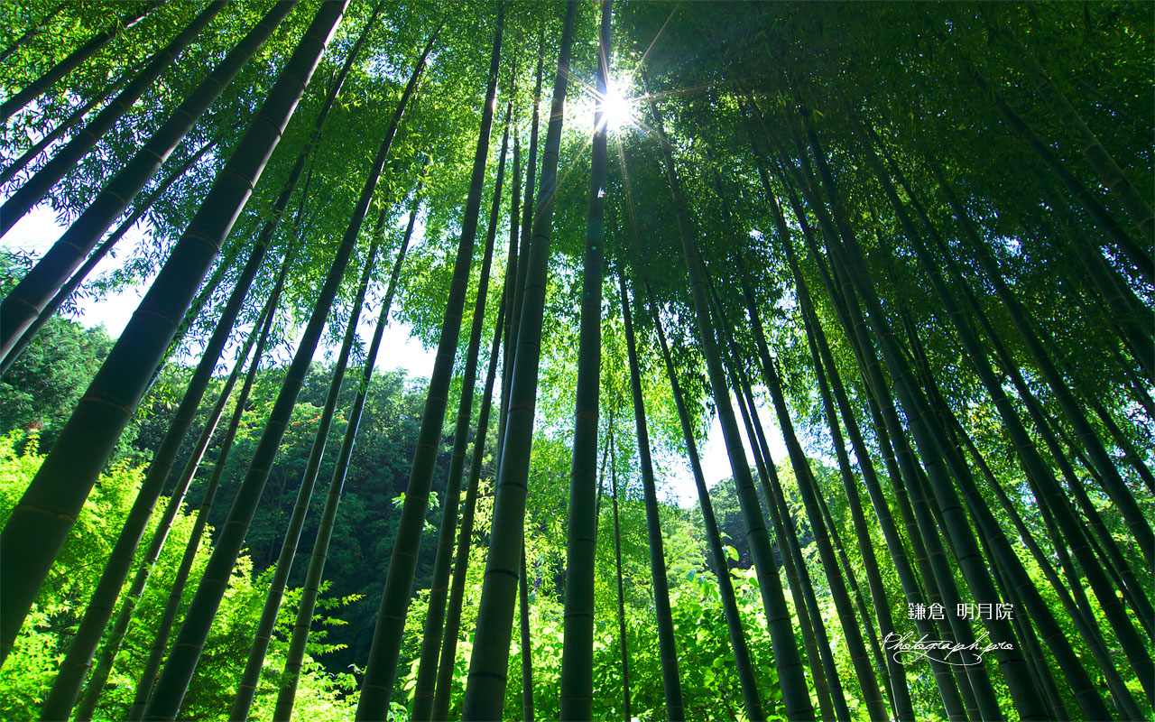 明月院の竹林 壁紙