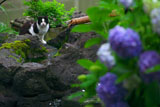 光明寺 紫陽花とモモ