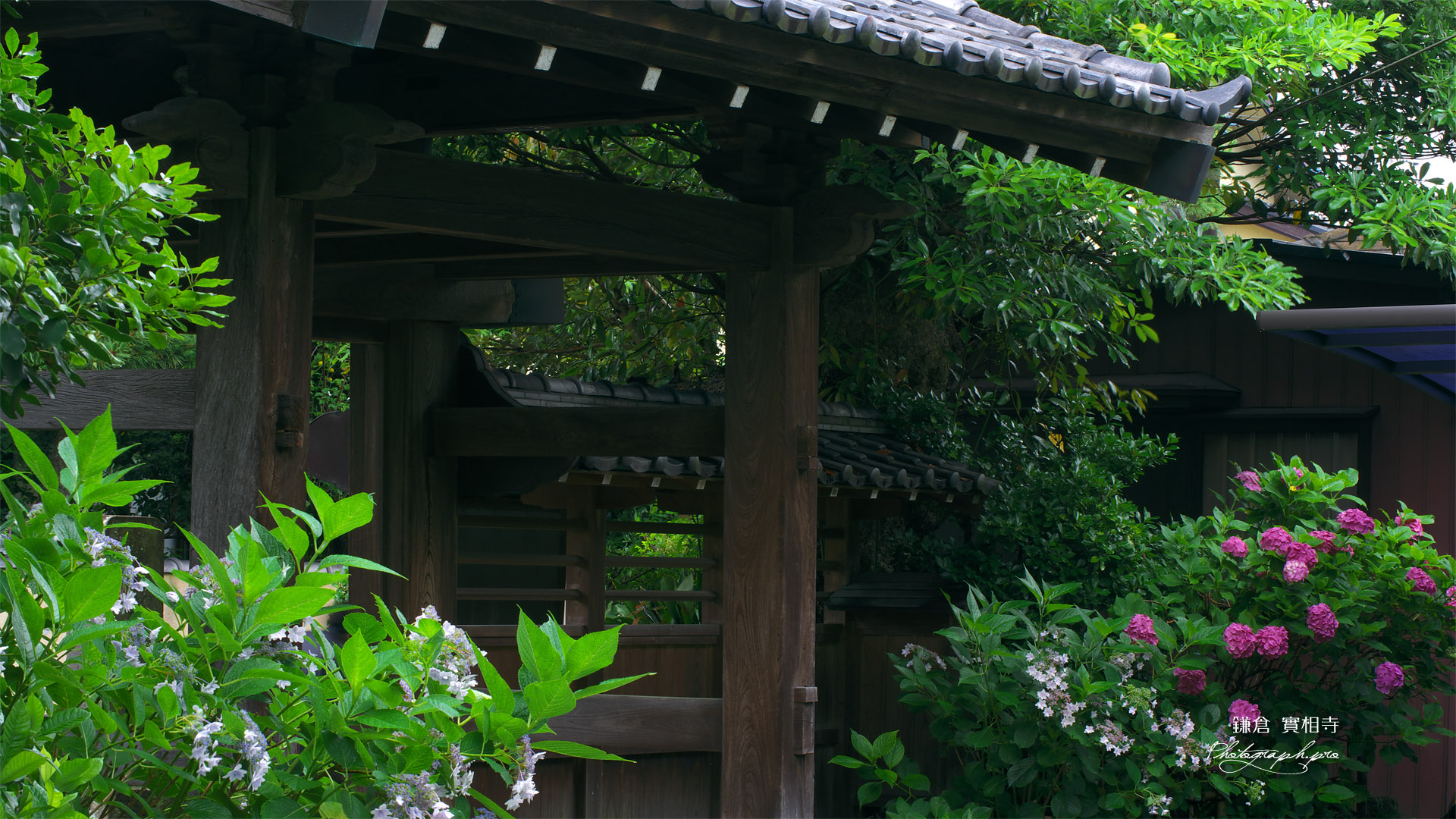実相寺 アジサイと山門