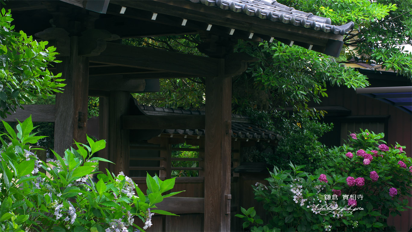 実相寺 アジサイと山門 壁紙