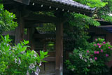 實相寺 アジサイと山門