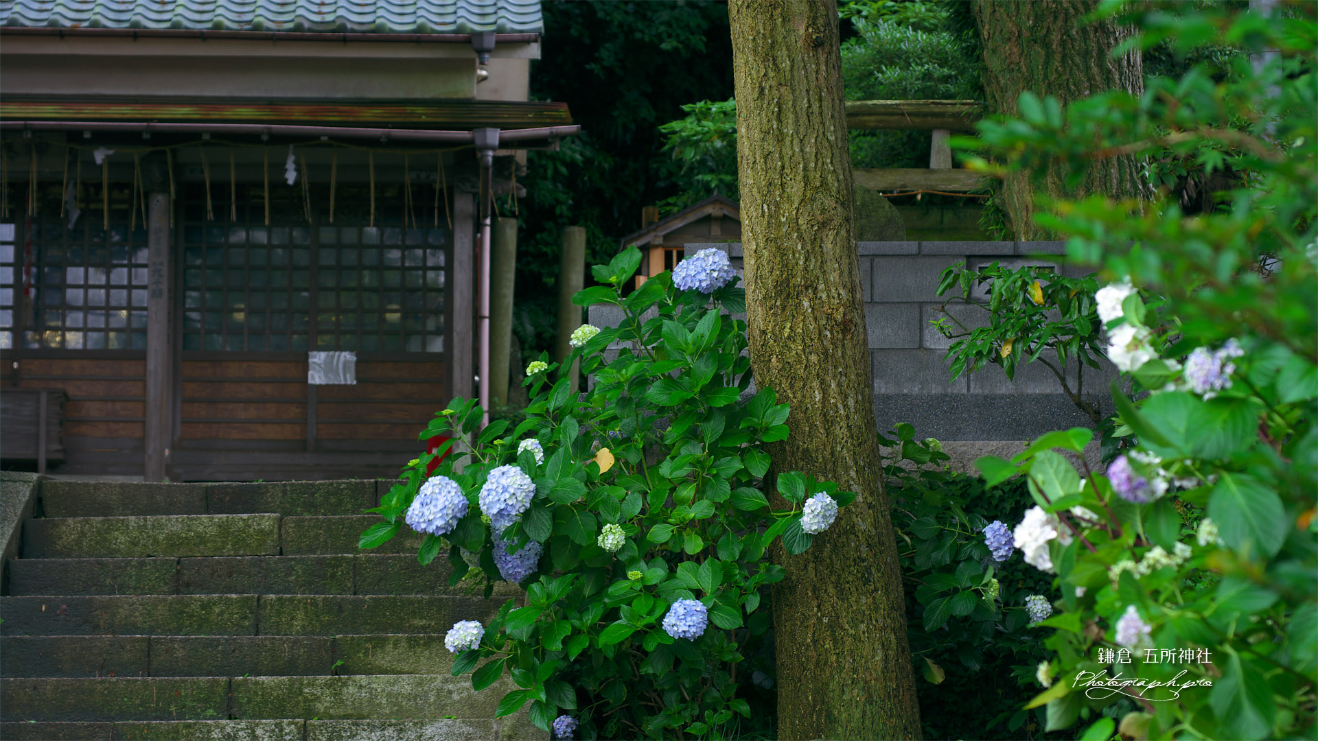 五所神社 紫陽花と神輿庫