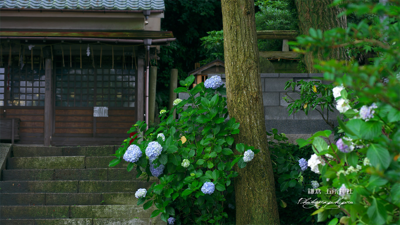 五所神社 紫陽花と神輿庫 壁紙