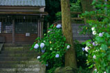 五所神社 紫陽花と神輿庫
