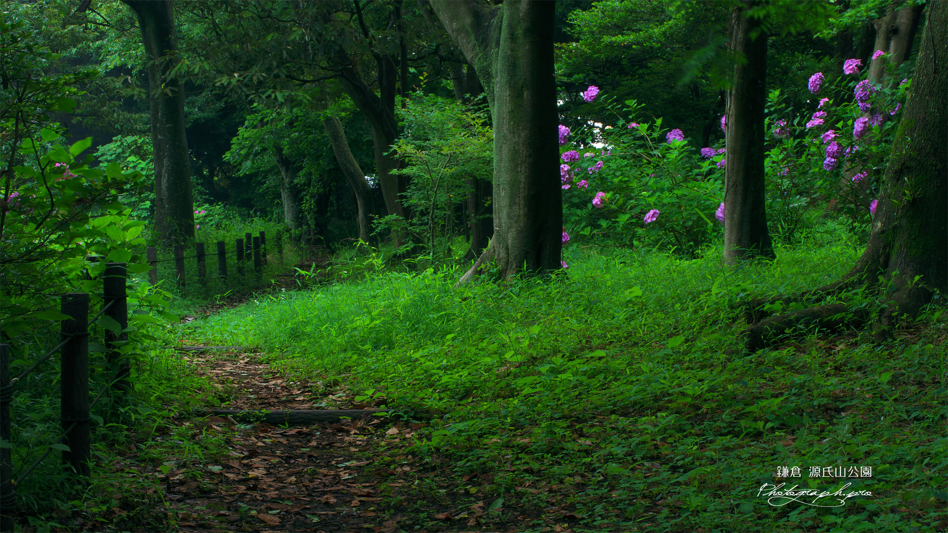 源氏山公園 遊歩道とアジサイ