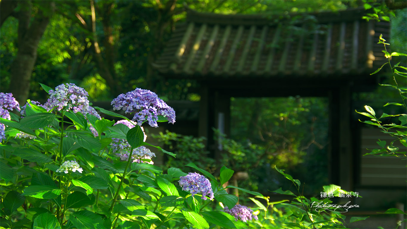 瑞泉寺 あじさいと山門 壁紙