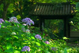 瑞泉寺 あじさいと山門