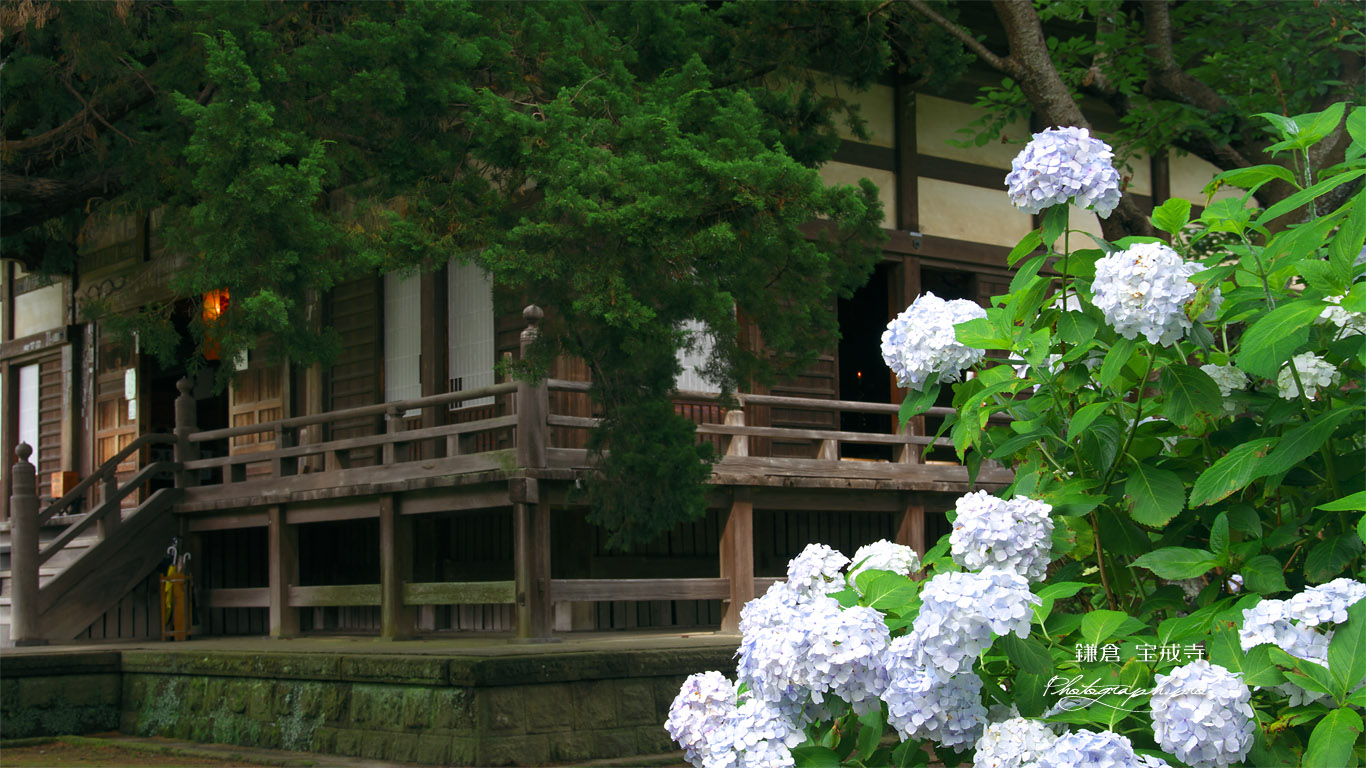 鎌倉宝戒寺 あじさいと本堂 壁紙