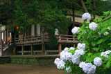 鎌倉宝戒寺 あじさいと本堂