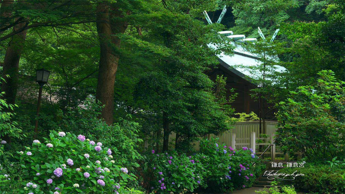 鎌倉宮 紫陽花と本殿 壁紙