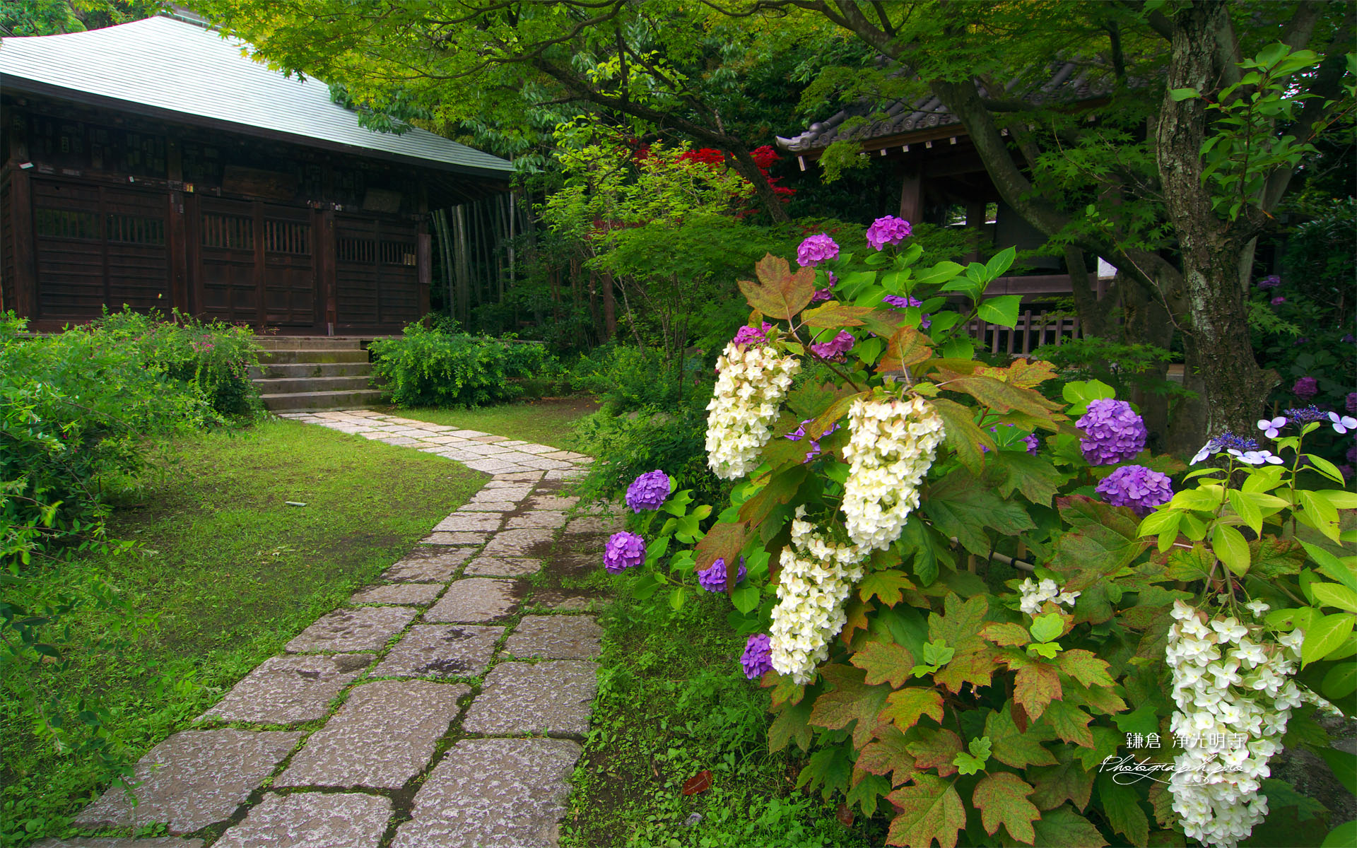 鎌倉浄光明寺 カシワバアジサイと不動堂