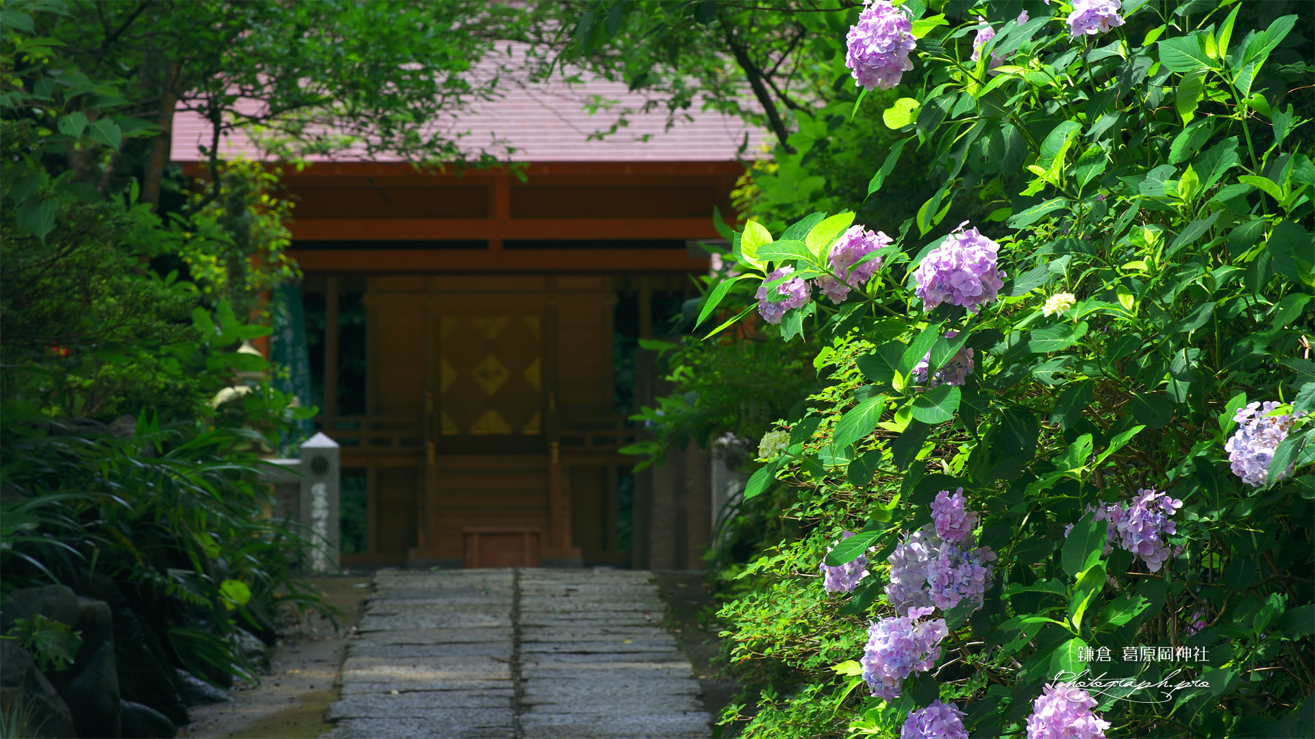 鎌倉葛原岡神社 アジサイと本殿