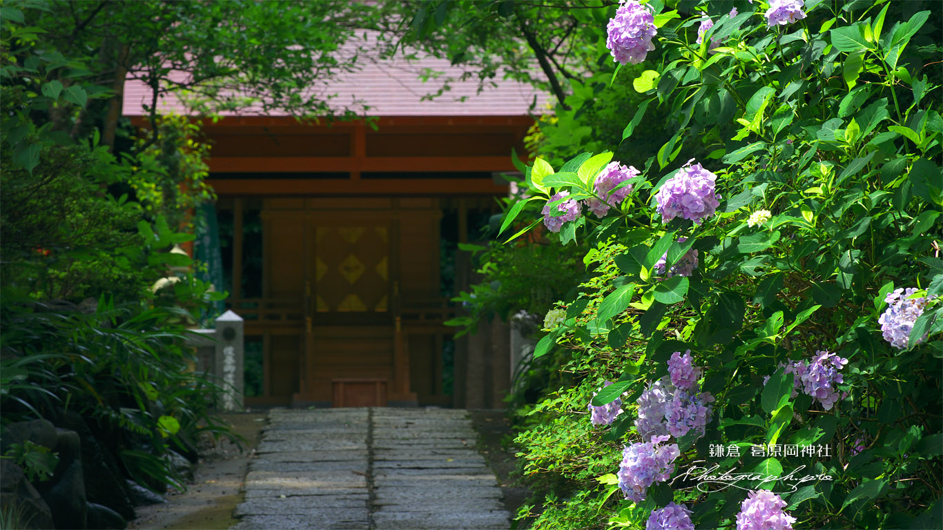 鎌倉葛原岡神社 アジサイと本殿 壁紙