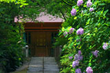 鎌倉葛原岡神社 アジサイと本殿