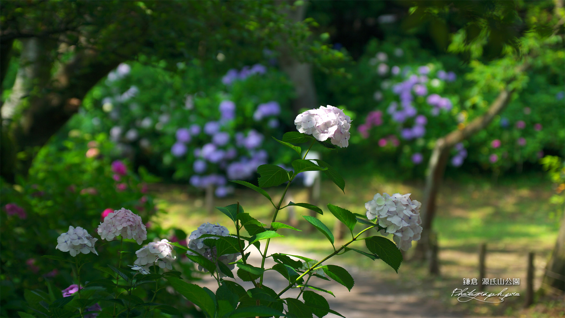源氏山公園の西洋アジサイ