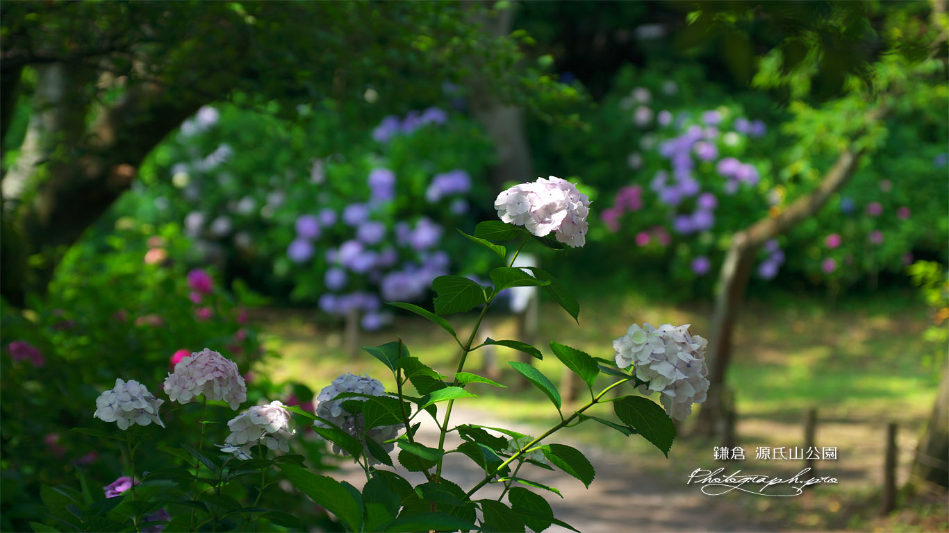 源氏山公園の西洋アジサイ 壁紙