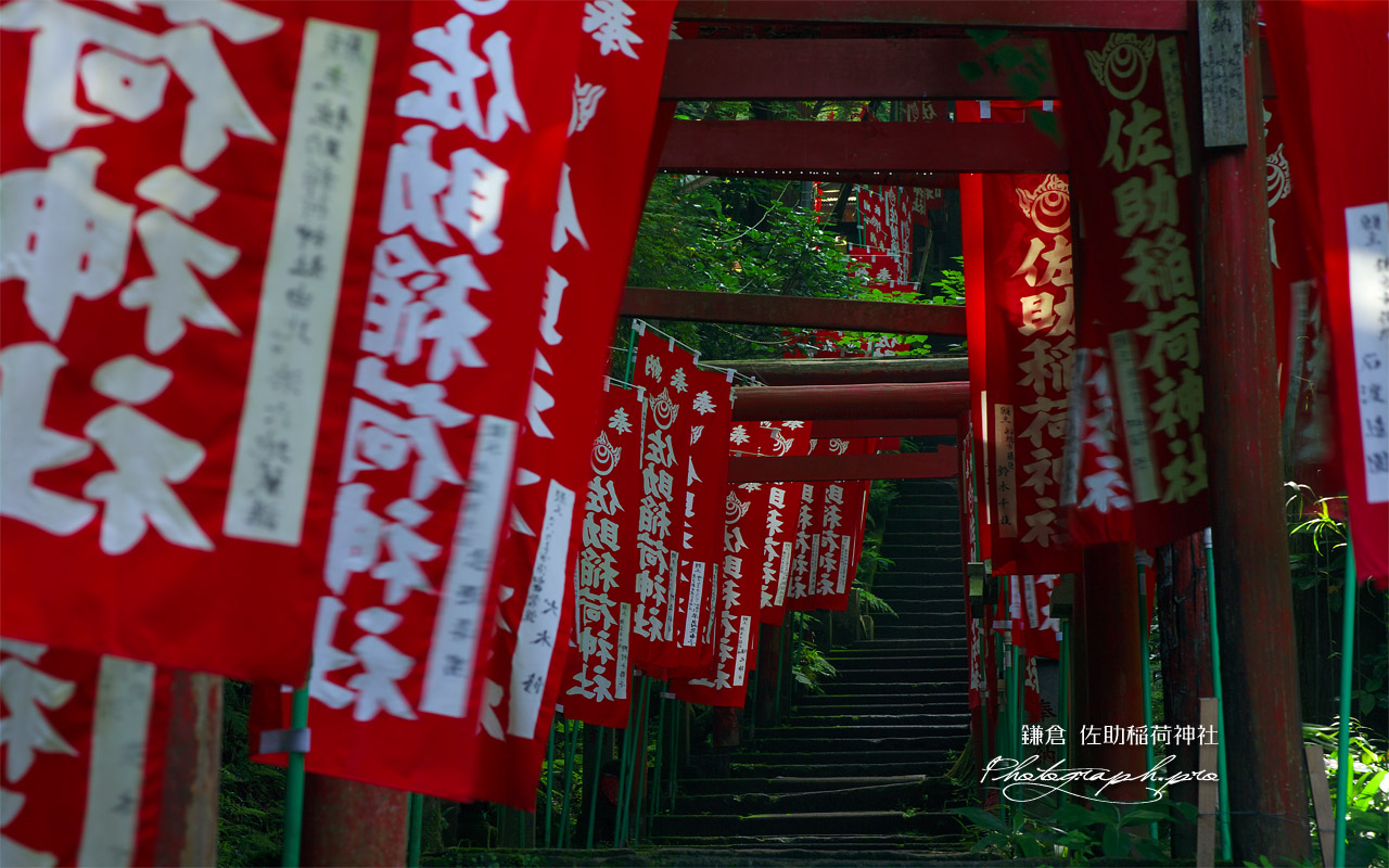 佐助稲荷神社 鳥居の参道 壁紙
