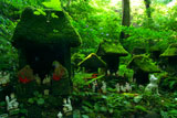 佐助稲荷神社 苔生す祠の白狐様