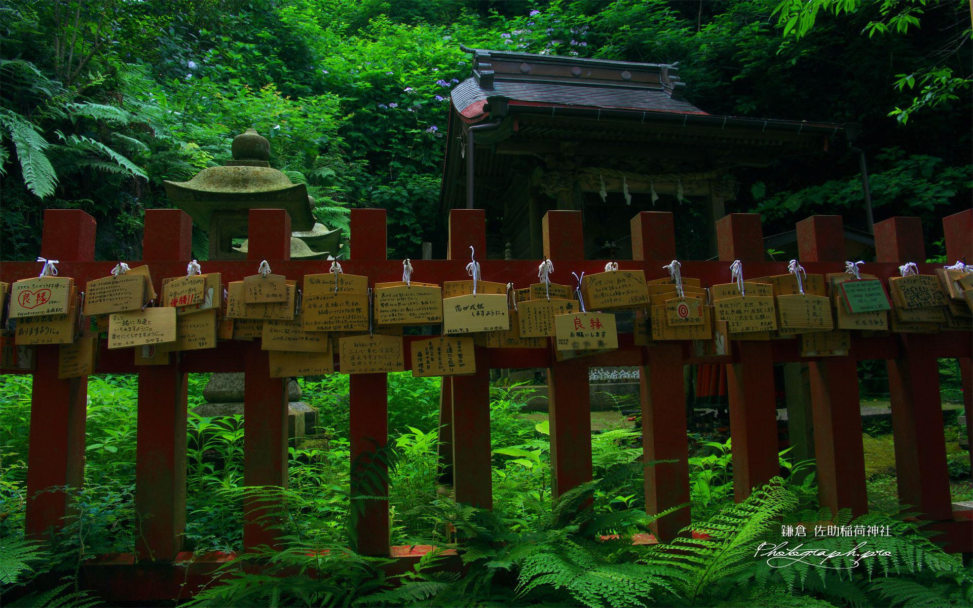 佐助稲荷神社 本殿の絵馬とアジサイ