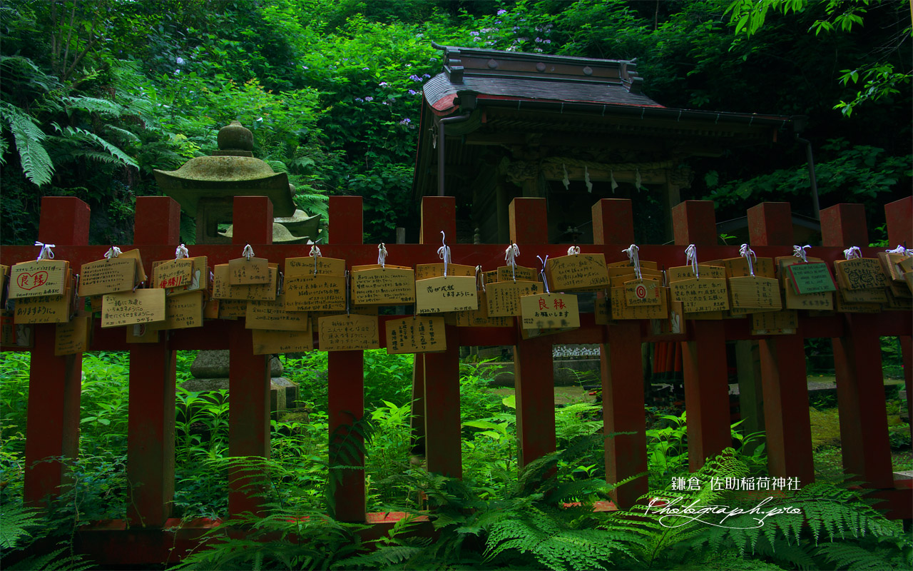 佐助稲荷神社 本殿の絵馬とアジサイ 壁紙