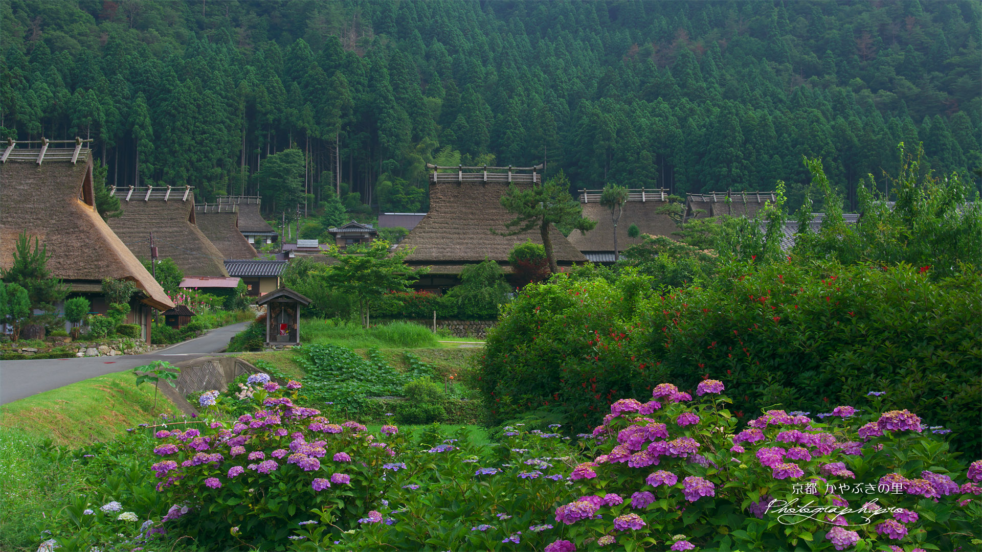 美山かやぶきの里 紫陽花