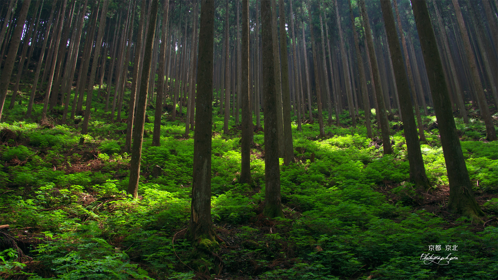 京北 芹生の北山杉林
