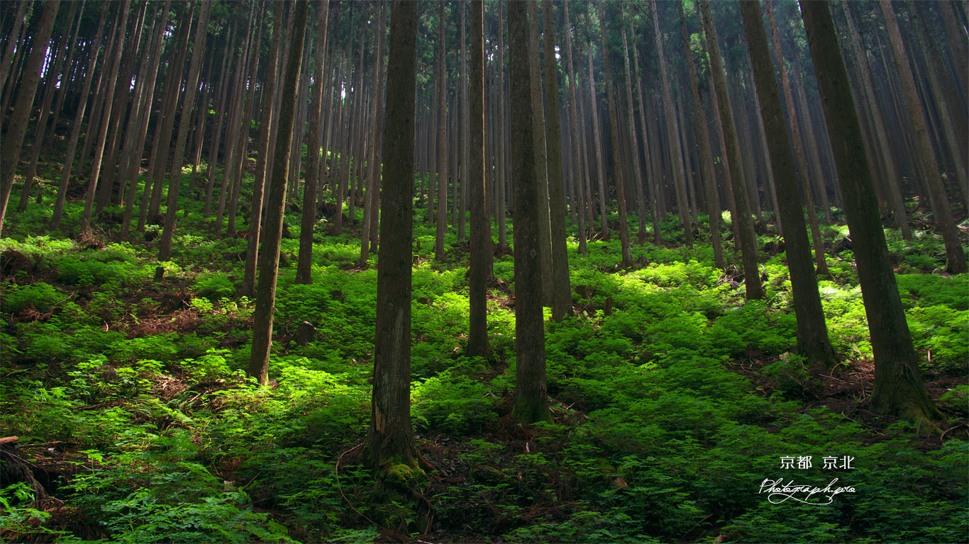 京北 芹生の北山杉林 壁紙
