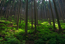 京北