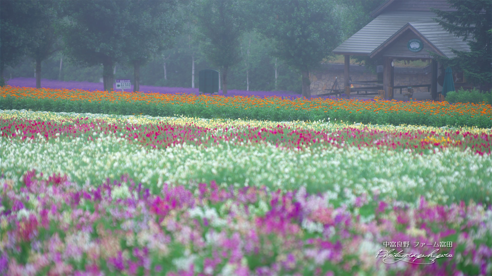 ファーム富田 霧の花人の畑