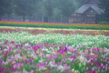 ファーム富田 霧の花人の畑