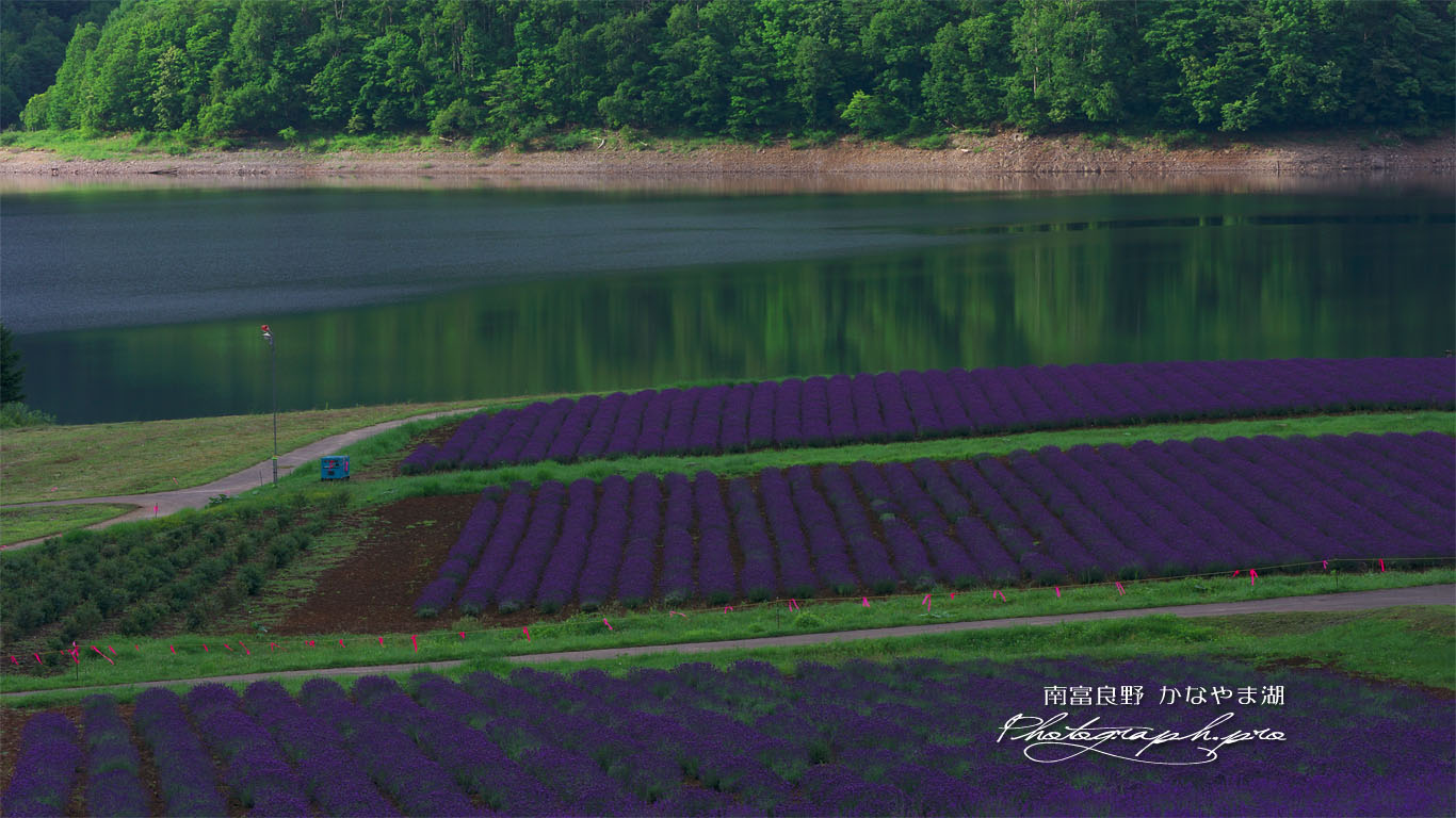 かなやま湖 朝の湖畔 壁紙