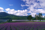 南富良野