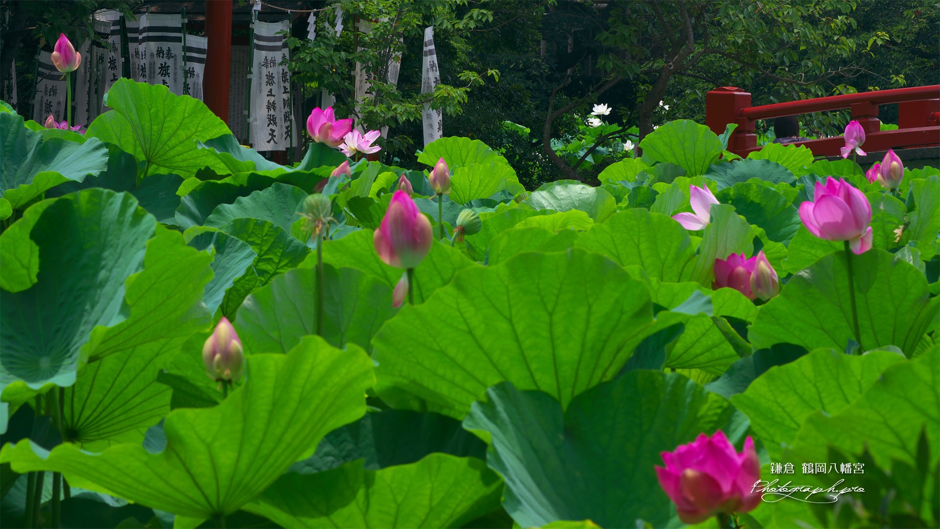 鶴岡八幡宮の蓮