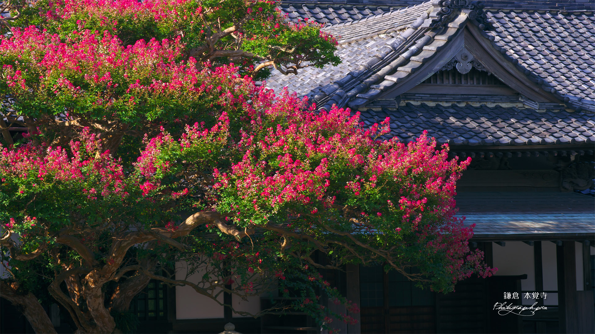 鎌倉本覚寺 サルスベリと庫裡